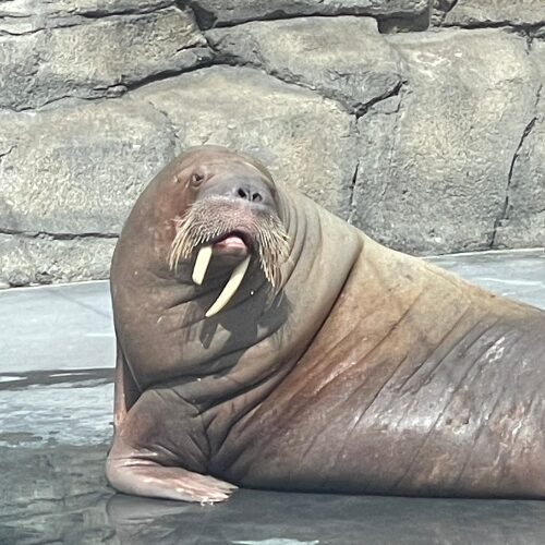 Indianapolis Zoo